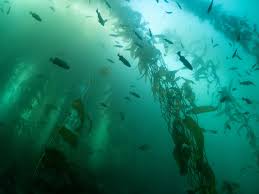 Image result for Breakwater Divers