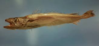 Image result for Merluccius merluccius