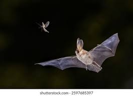 Attēlu rezultāti vaicājumam “Plecotus auritus”