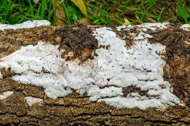 Attēlu rezultāti vaicājumam “Postia undosa”