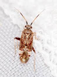 Attēlu rezultāti vaicājumam “Miridae”