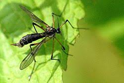 Attēlu rezultāti vaicājumam “Ptychoptera sp.”