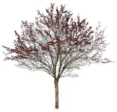 Attēlu rezultāti vaicājumam “Prunus cerasifera”