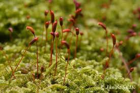 Attēlu rezultāti vaicājumam “Hypnum cupressiforme sporophyte”