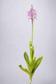 Attēlu rezultāti vaicājumam “Orchis militaris”