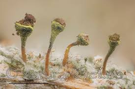 Attēlu rezultāti vaicājumam “Chaenotheca phaeocephala”