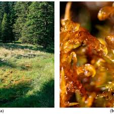 Attēlu rezultāti vaicājumam “Hamatocaulis lapponicus”
