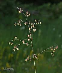 Attēlu rezultāti vaicājumam “Briza media”