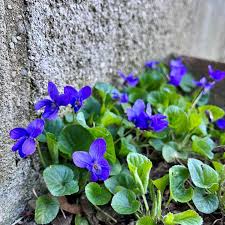 Image result for Viola odorata