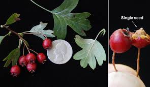 Attēlu rezultāti vaicājumam “Crataegus x macrocarpa fruit”