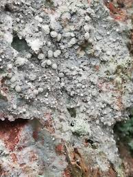 Attēlu rezultāti vaicājumam “Lecanactis abietina”