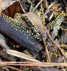 Attēlu rezultāti vaicājumam “Cribraria violacea”