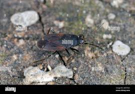 Attēlu rezultāti vaicājumam “Eremocoris plebejus”
