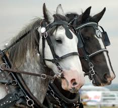 Image result for scheuklappen