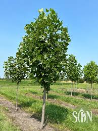 Attēlu rezultāti vaicājumam “Liriodendron tulipifera”