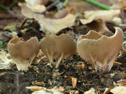 Attēlu rezultāti vaicājumam “Helvella acetabulum”