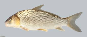 Image result for Carpiodes cyprinus