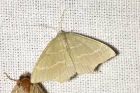 Attēlu rezultāti vaicājumam “Chlorissa viridata”