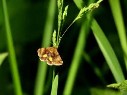 Attēlu rezultāti vaicājumam “Panemeria tenebrata”