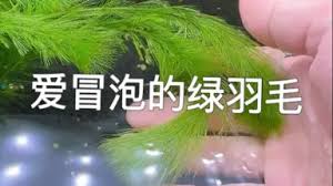 「綠羽毛」的圖片搜尋結果