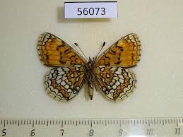 Attēlu rezultāti vaicājumam “Mellicta athalia”