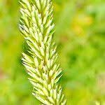 Attēlu rezultāti vaicājumam “Phleum phleoides fruit”