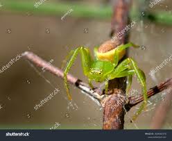 Attēlu rezultāti vaicājumam “Diaea dorsata”