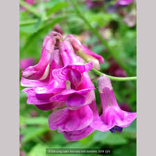 Attēlu rezultāti vaicājumam “Lathyrus niger”