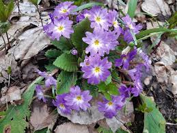 Attēlu rezultāti vaicājumam “Primula veris var. rubra”