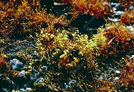 Attēlu rezultāti vaicājumam “Funaria hygrometrica”