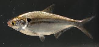 Image result for Dorosoma cepedianum