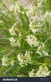 Attēlu rezultāti vaicājumam “Rhynchospora alba leaf”