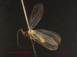 Attēlu rezultāti vaicājumam “Chrysopidae imago”