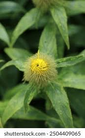 Attēlu rezultāti vaicājumam “Inula salicina bud”