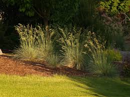 Attēlu rezultāti vaicājumam “Helictotrichon pratense leaf”