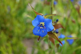Attēlu rezultāti vaicājumam “Commelina coelestis”