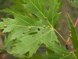 Attēlu rezultāti vaicājumam “Vasates quadripedes”