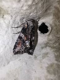 Attēlu rezultāti vaicājumam “Lacanobia contigua imago”