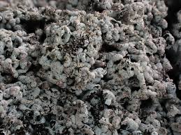 Attēlu rezultāti vaicājumam “Fuligo cinerea spores”