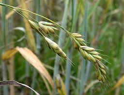 Attēlu rezultāti vaicājumam “Bromus secalinus”