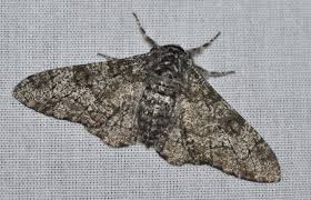 Attēlu rezultāti vaicājumam “Biston betularia”