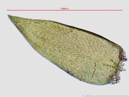 Attēlu rezultāti vaicājumam “Campyliadelphus elodes”