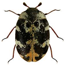 Attēlu rezultāti vaicājumam “Anthrenus sp.”