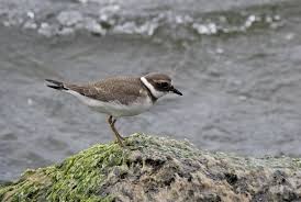 Attēlu rezultāti vaicājumam “Charadrius dubius adult”