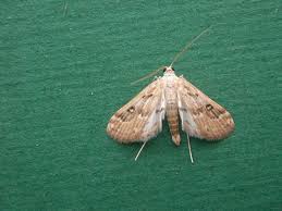 Attēlu rezultāti vaicājumam “Parapoynx stratiotata”