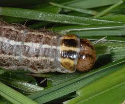 Attēlu rezultāti vaicājumam “Apamea remissa”