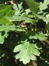 Attēlu rezultāti vaicājumam “Quercus robur Fastigiata leaf”