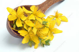 Image result for Hypericum perforatum