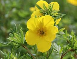 Attēlu rezultāti vaicājumam “Potentilla erecta bud”