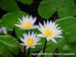 Attēlu rezultāti vaicājumam “Nymphaeaceae”